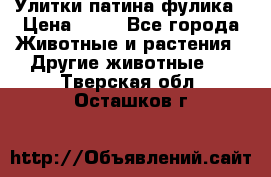 Улитки патина фулика › Цена ­ 10 - Все города Животные и растения » Другие животные   . Тверская обл.,Осташков г.